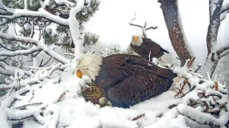 Jackie and Shadow tending to the eggs as snow covers the region on March 7, 2024.