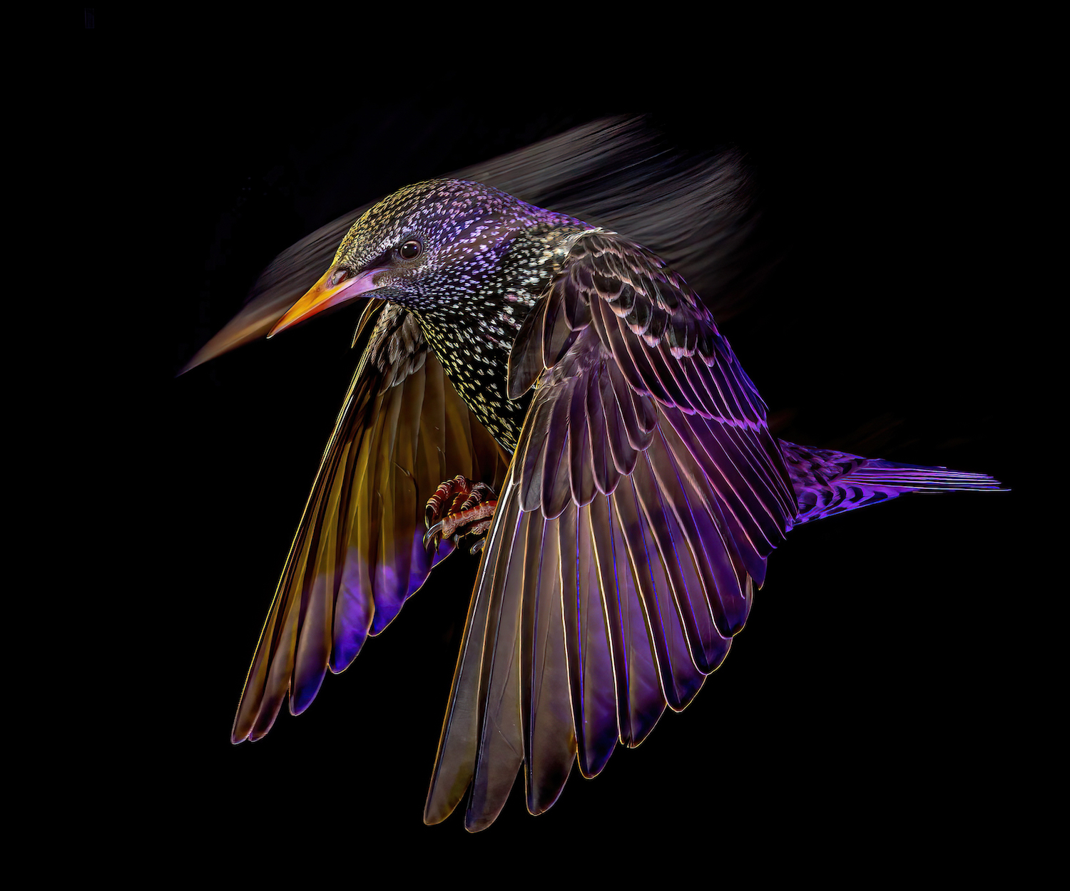 a white-spotted black bird light with purple light on a black background