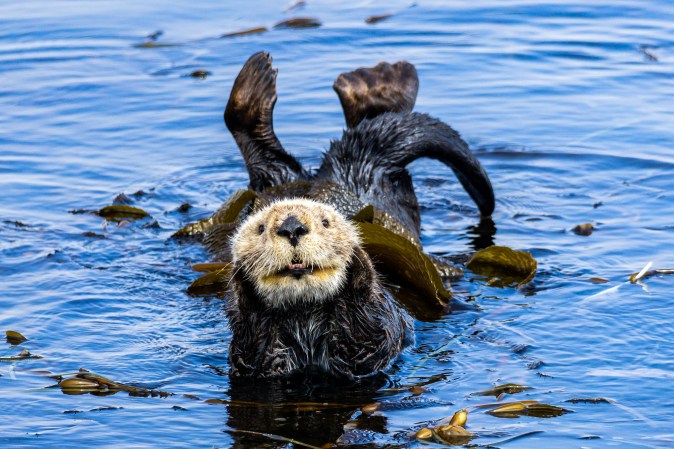 10 Delightful Outtakes From Comedy Wildlife Photography Awards 