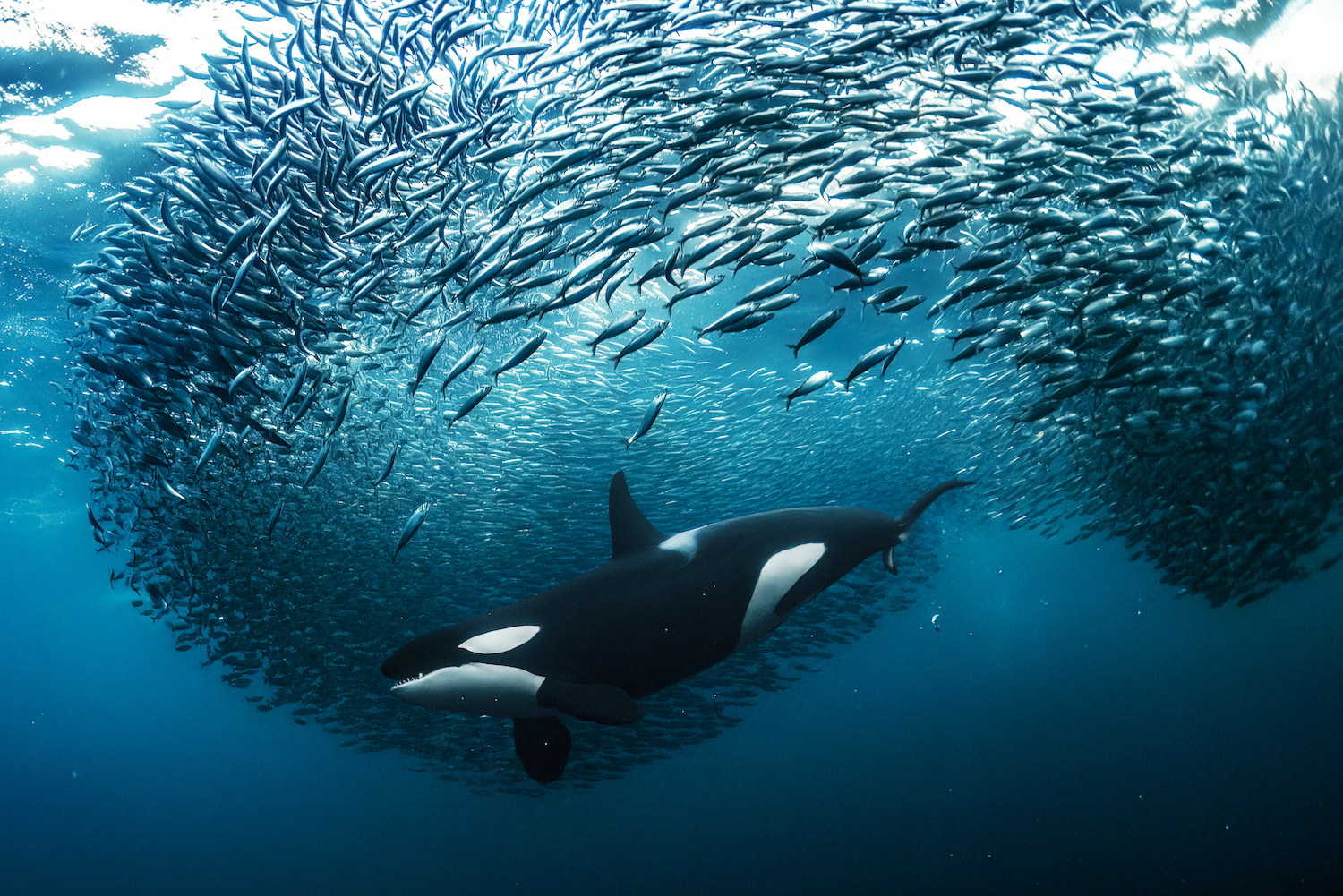 An orca splitting a herring bait ball