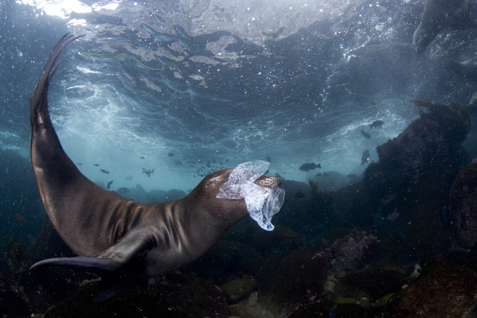 a seal cub holds a piece of plastic in its mouth while swimming underwater