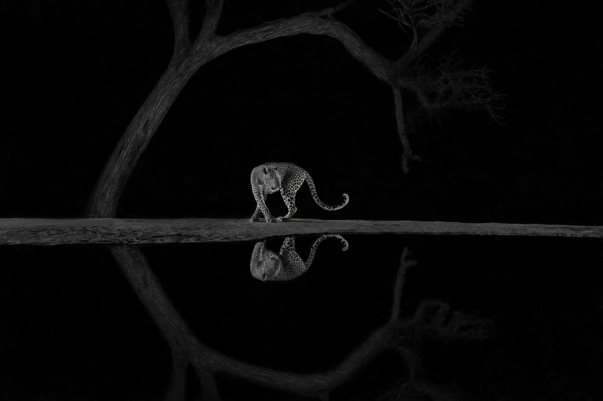 a leopard stands over a reflection of itself in a still body of water