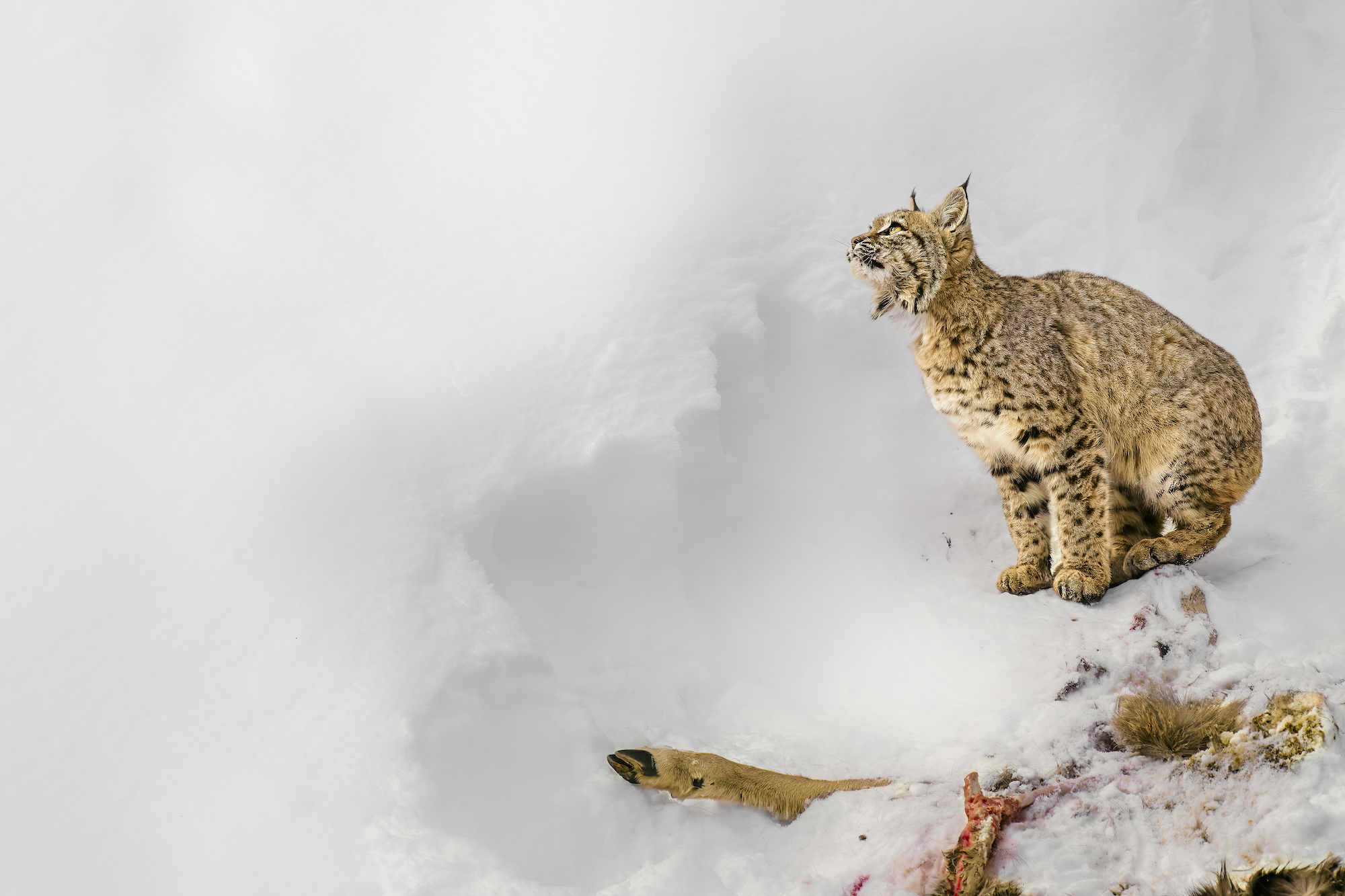 A dead mule deer guarded by a bobcat