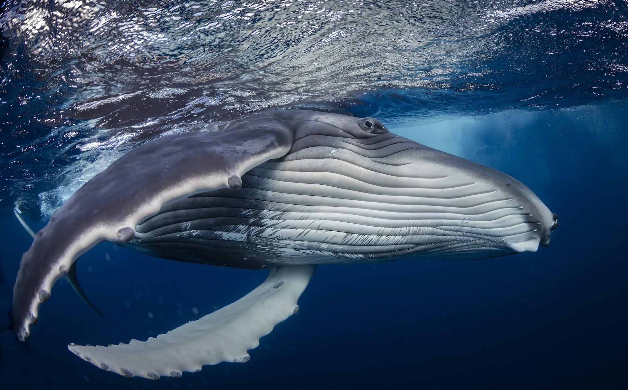 a young humback whale right under the waterline