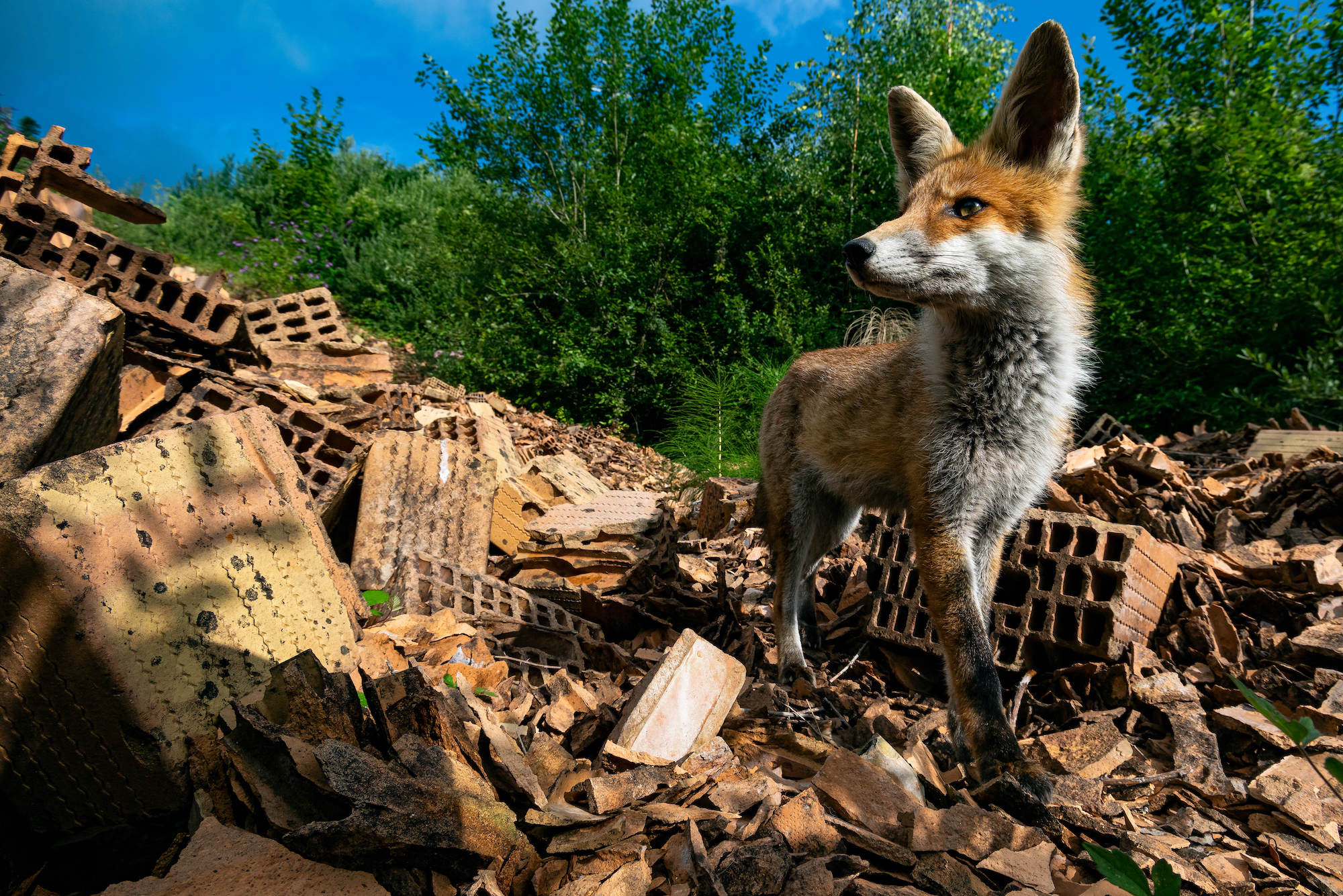 fox stands amongst pile of bricks