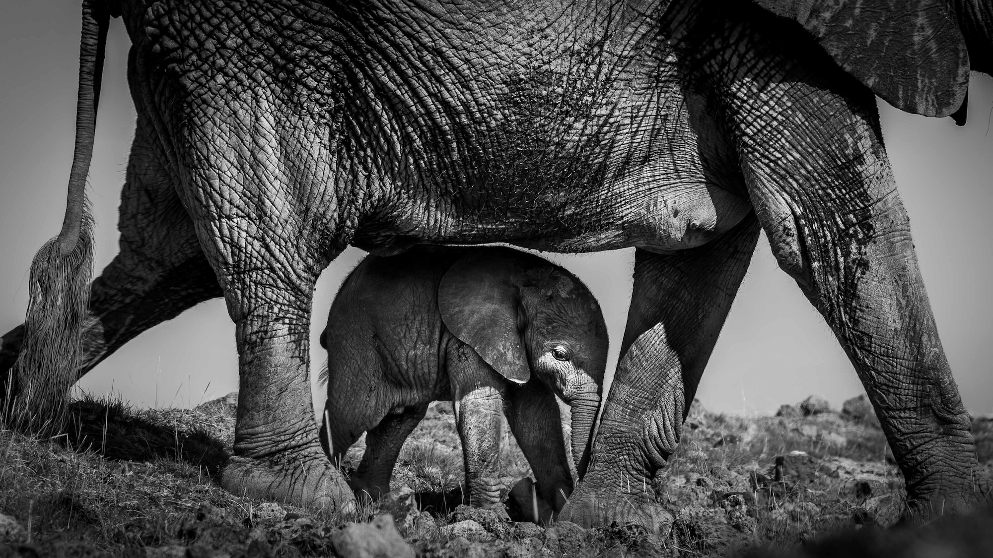 Mother elephant and calf