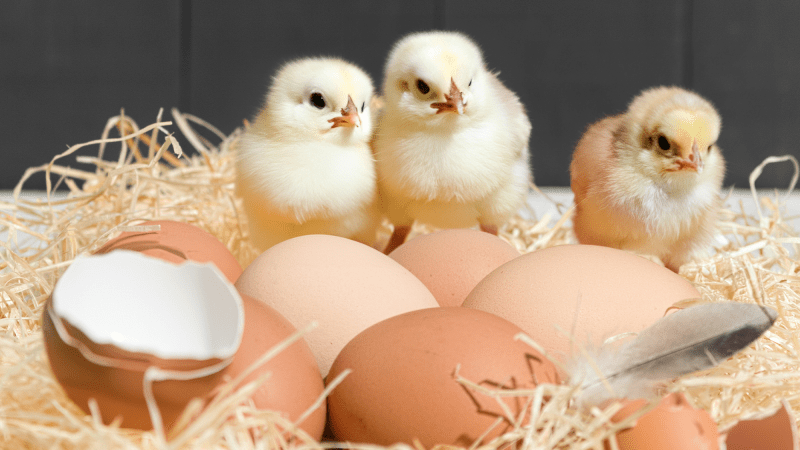 three baby chickens standing in a nest with open and unopened eggshells
