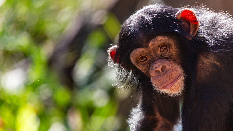 a juvenile chimpanzee in a forested habitat