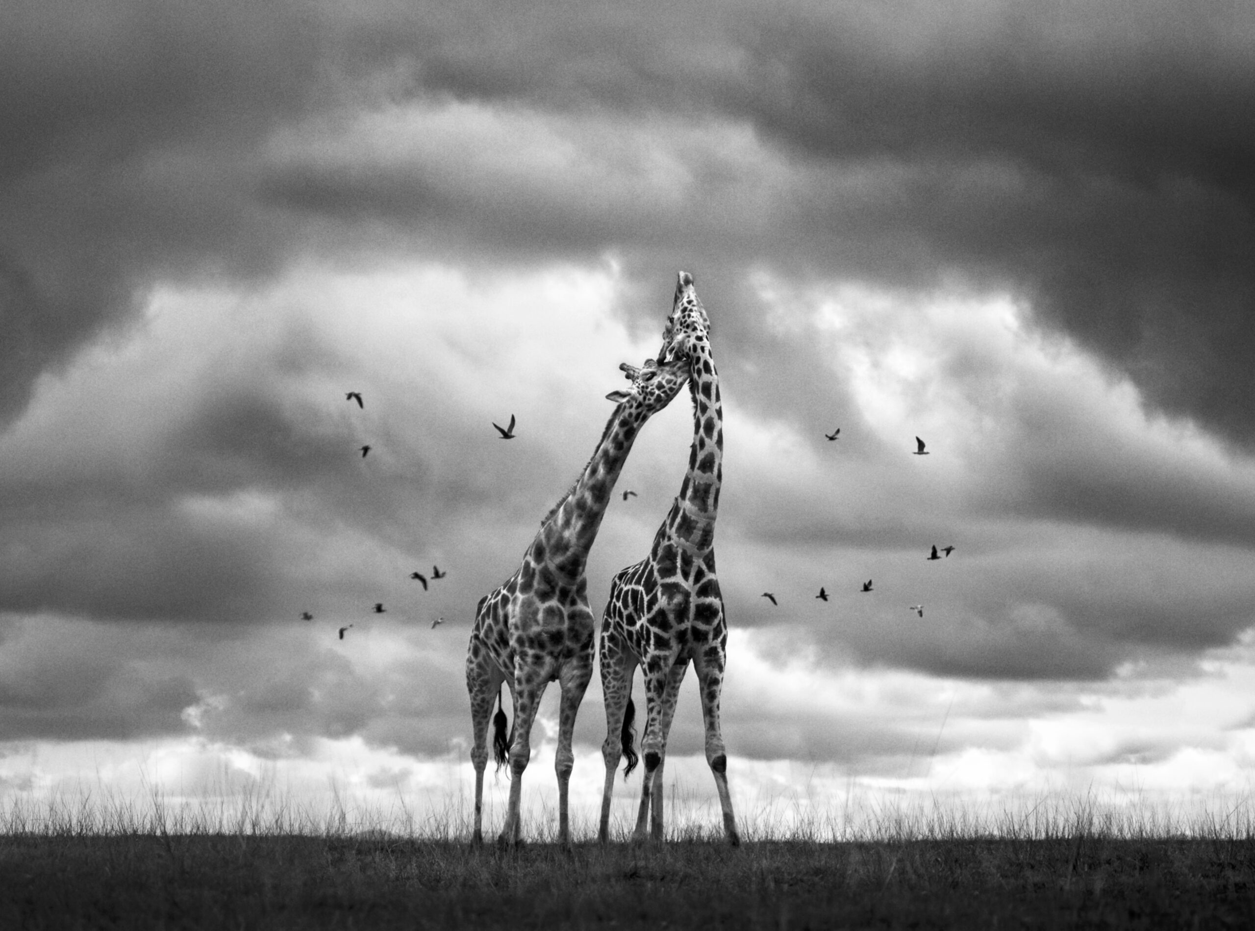 two giraffes rub necks with birds in the air. black and white image