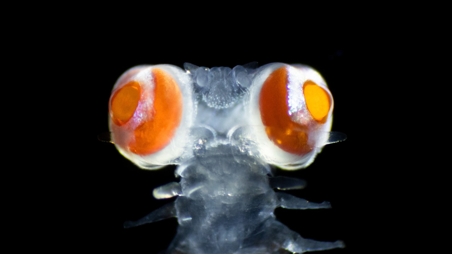 Tiny worm with enormous eyes sees UV light invisible to humans ...