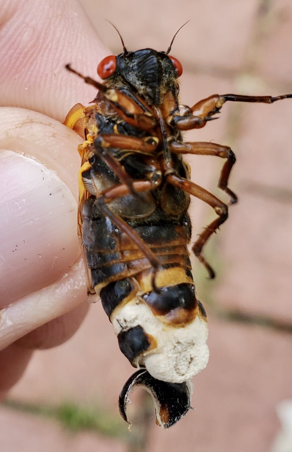 infected cicada with a chalky white fungal plug on its abdomen