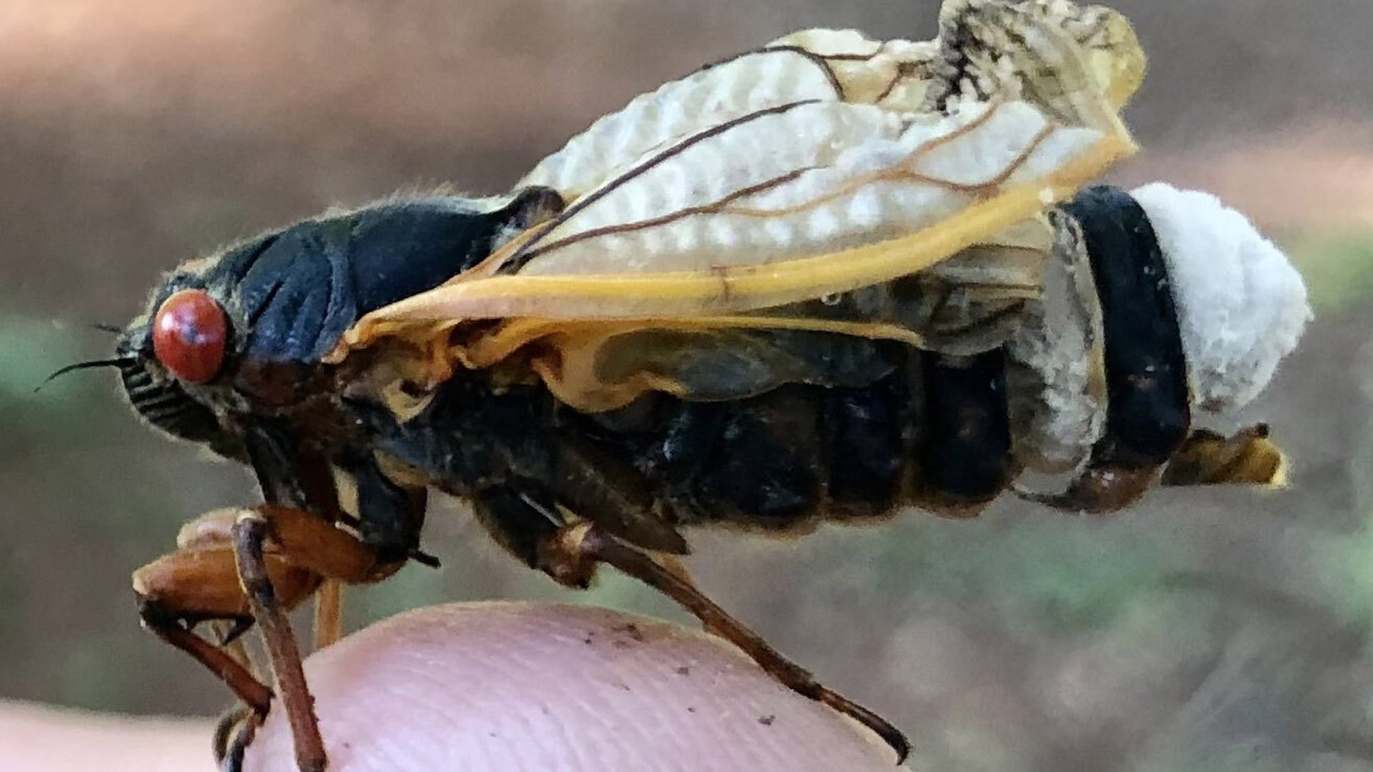 an infected periodical cicada with a white fungal plug on its abdomen