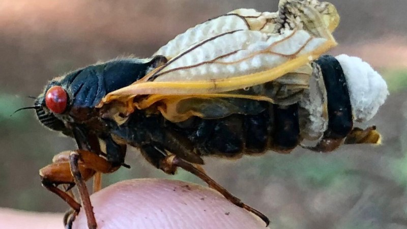 The Cicadapocalypse is nigh. 7 cicada facts to know before it hits.