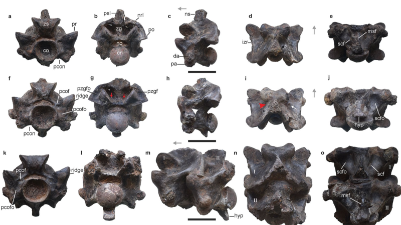 Anterior trunk vertebrae of Vasuki indicus.