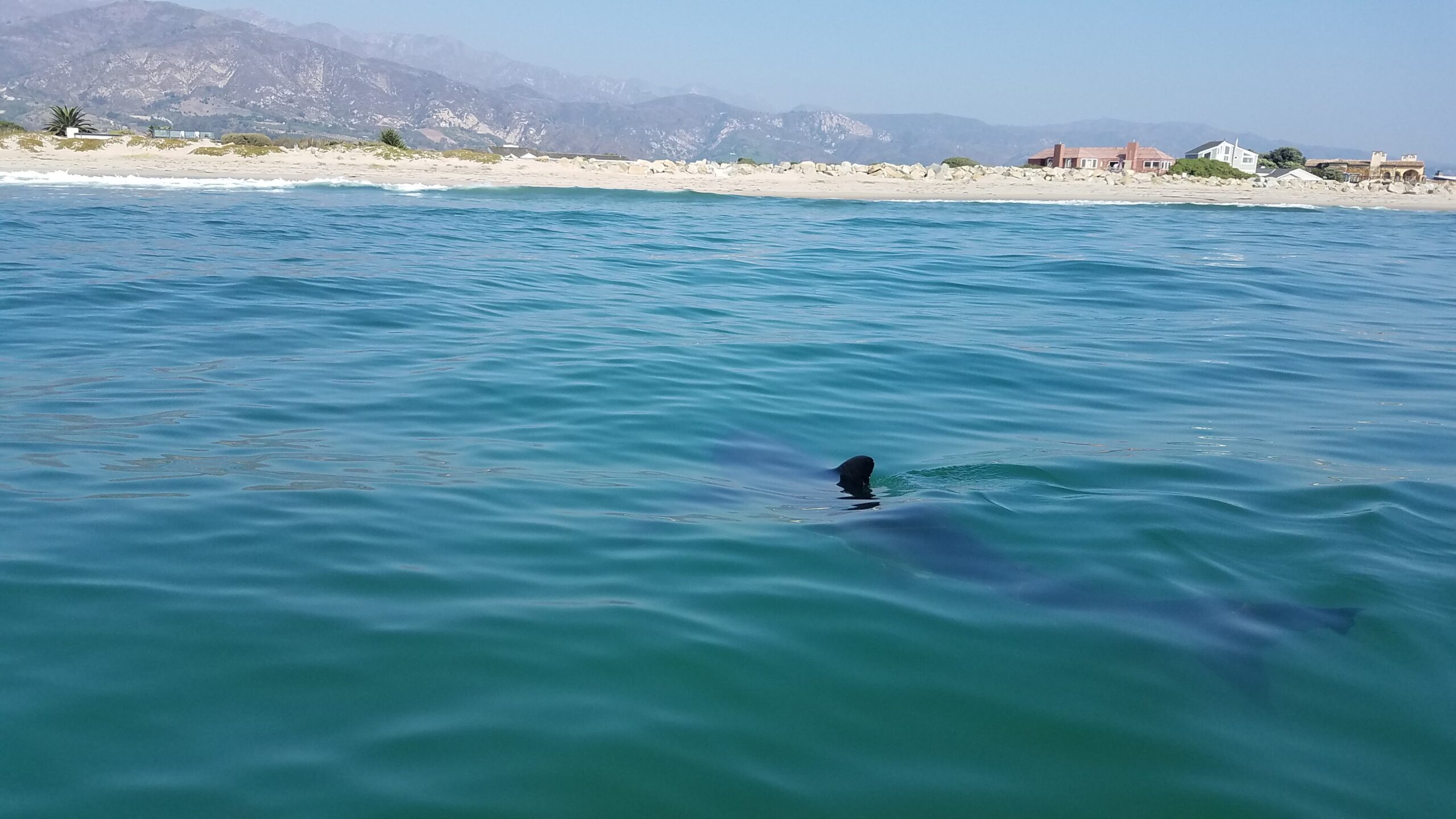 juvenile great white shark viewed from a boat with its fin out of the water. the shoreline is also visible