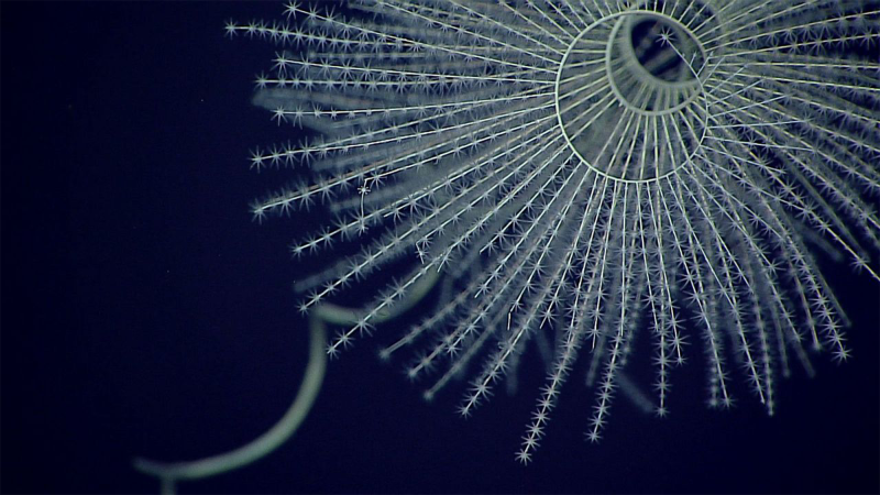 Stunning images offer a peek into the ocean’s microscopic baby boom