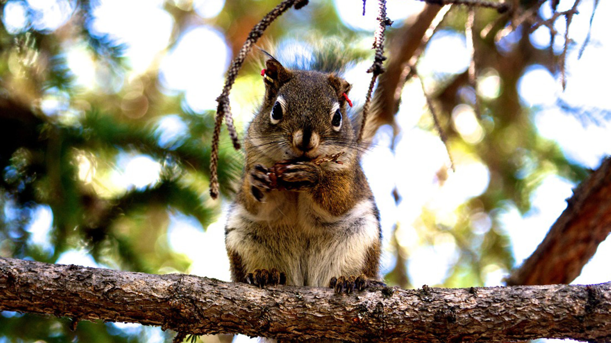 a small red squirrel with perked up ears sits on a tree branch