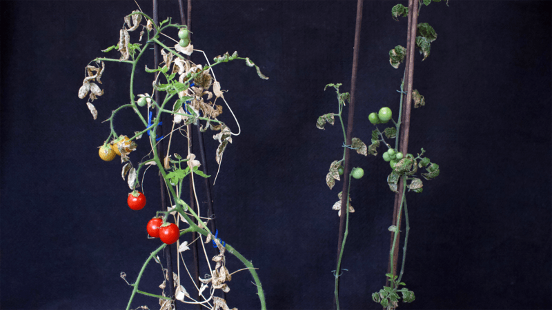 Intercropped tomato (left) compared to monocropped tomatoes (right). Both were planted on the same day, but here we can see that the intercropped tomato plant is larger, bears more fruit, and the tomatoes ripened earlier than its monocropped counterpart.