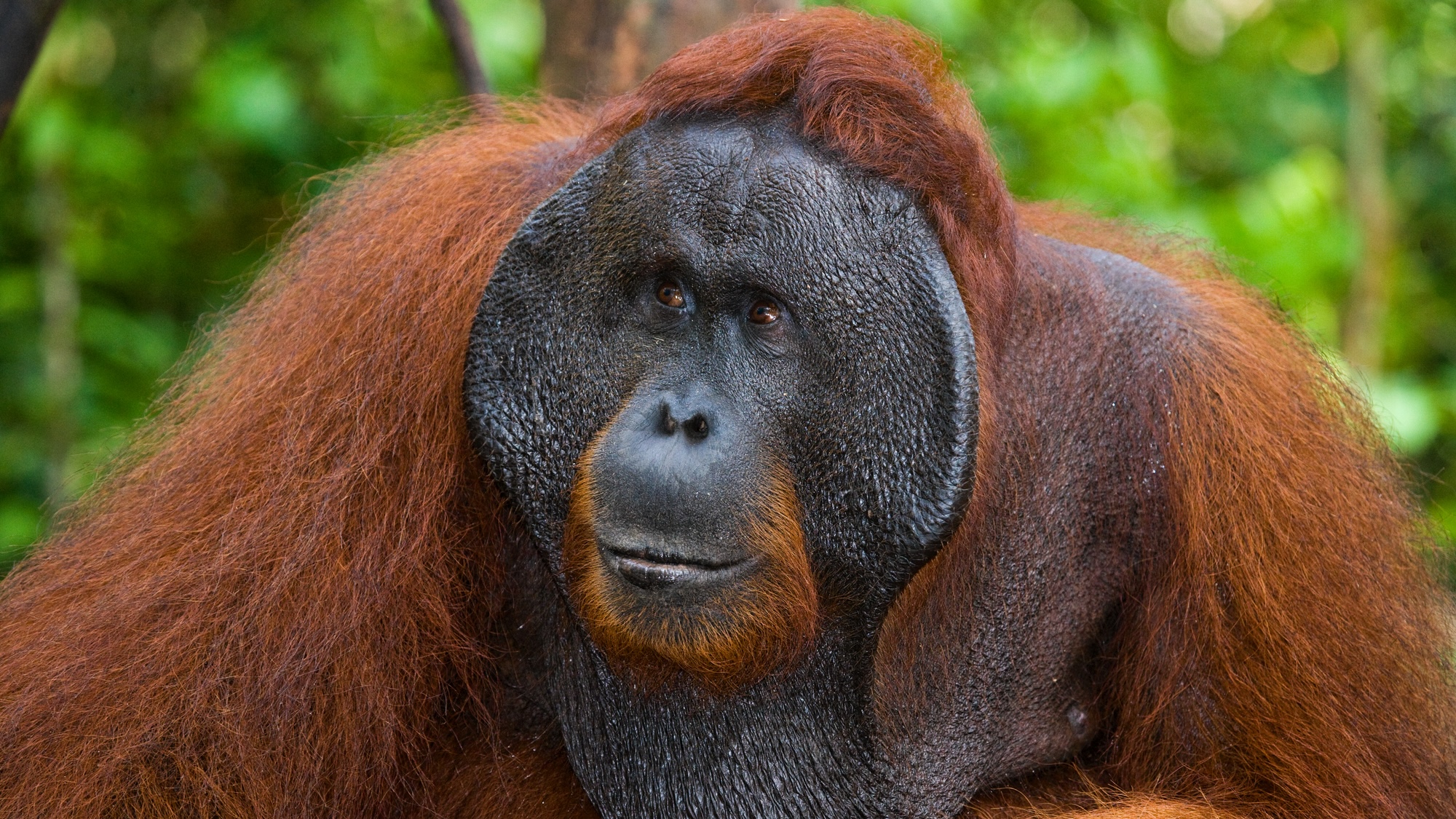 Close up of orangutan