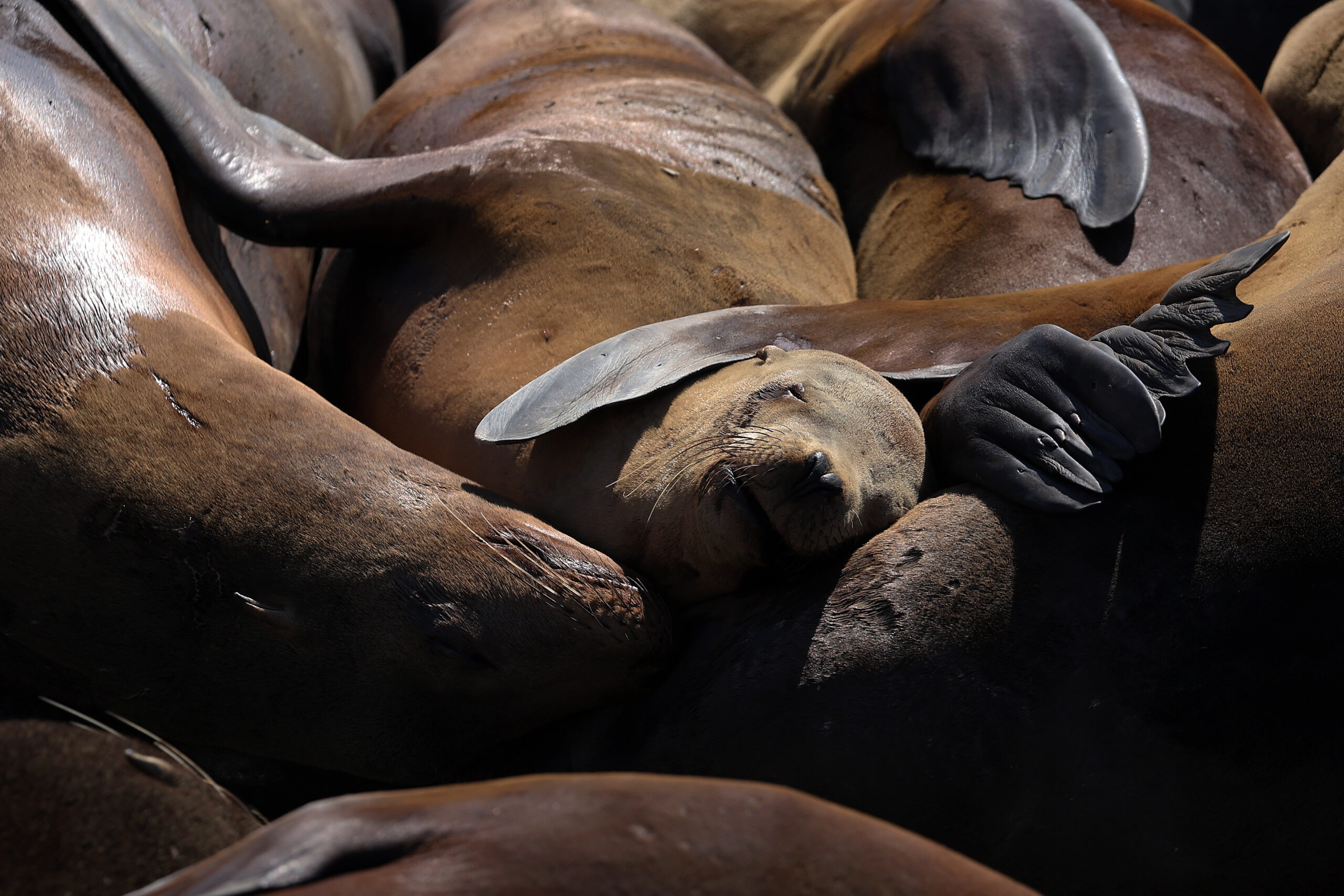 a pile of brown sea lions rest