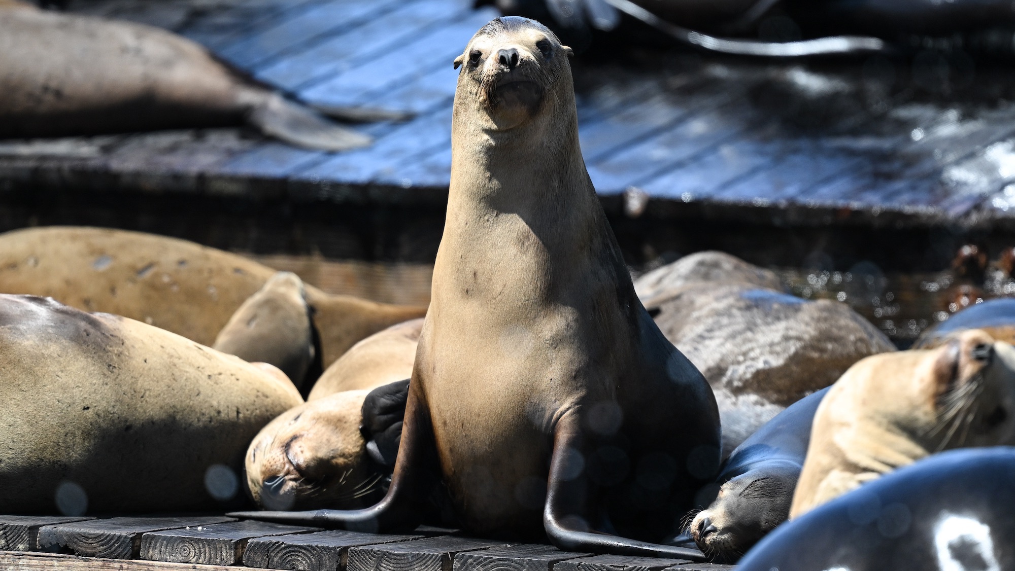 a sea lion on its front legs on a pier