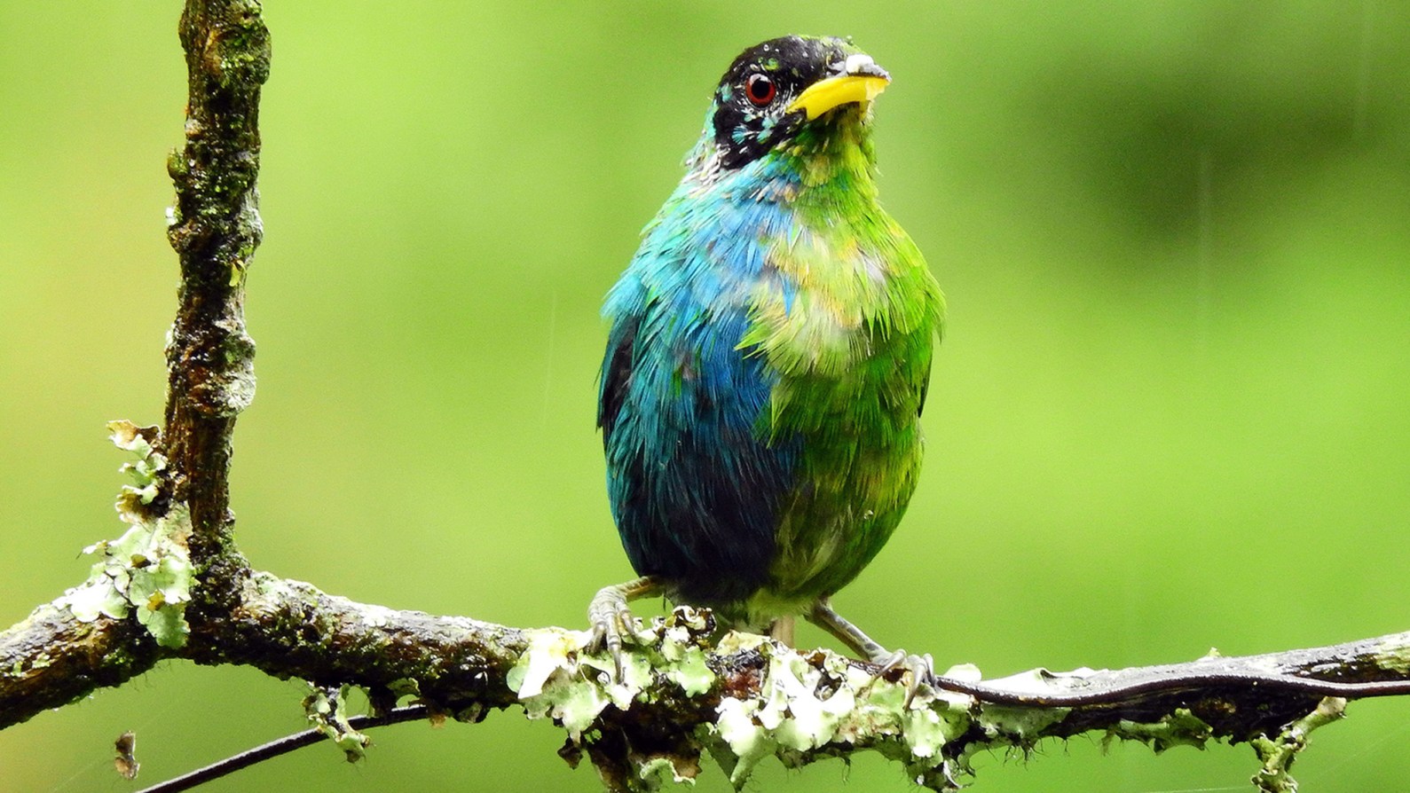 These birds break the sex binary like it’s nothing | Popular Science