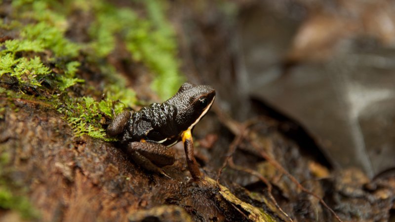 amphibian parents