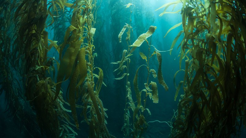 seaweed underwater