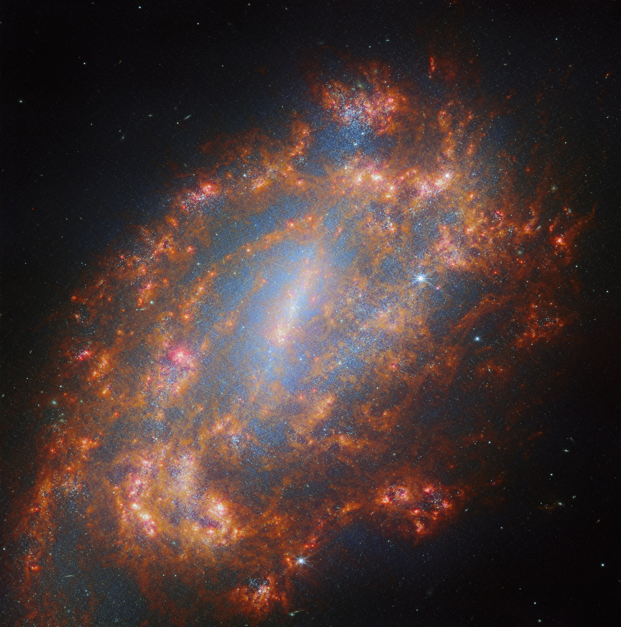 A barred spiral galaxy on a dark, nearly empty background. The whole galaxy glows with a pale blue light, particularly along the galaxy’s bar which runs from top to bottom through the galactic core. It’s speckled with tiny stars. The center is surrounded by rich clouds of hot gas and dust along the arms. The coral-colored arms are loosely wound and a bit ragged, and contain a few star-forming regions that shine brightly