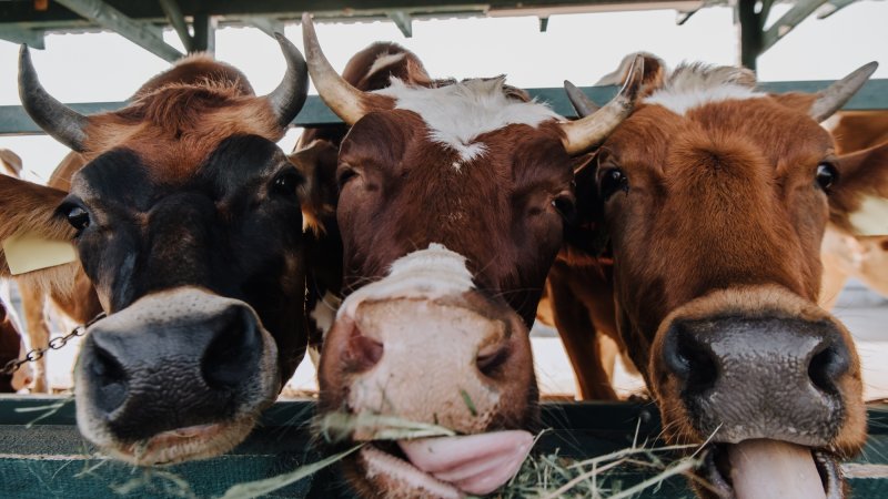 Close-up of three cows