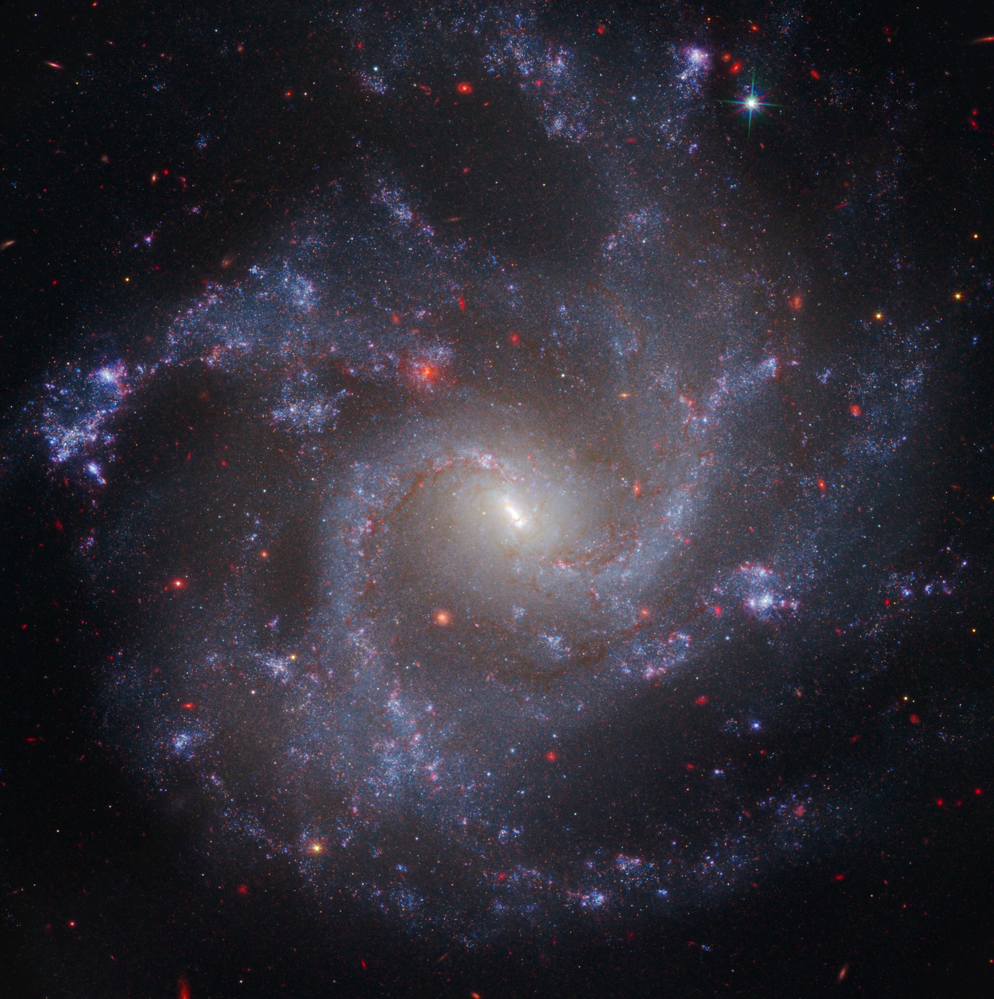 A directly opposed spiral galaxy with four spiral arms curving outward counterclockwise.  The spiral arms are filled with young, blue stars and peppered with purplish star-forming regions that appear as small blobs.  The center of the galaxy is much brighter and yellower, and has a distinct narrow linear bar at an angle of 11 o'clock to 5 o'clock.  Dozens of red background galaxies are scattered across the image.  The background of the room is black.