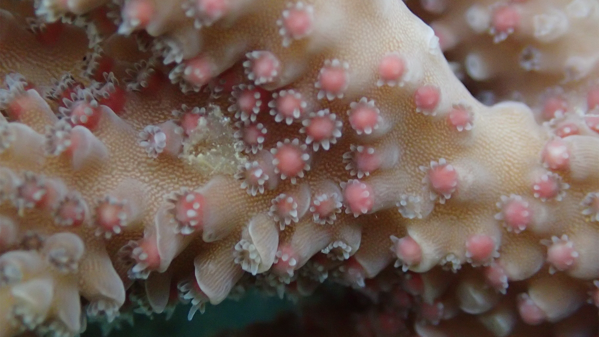 Scientists Are Studying The Mysterious Sex Lives Of Coral Popular Science   Coral Spawning 