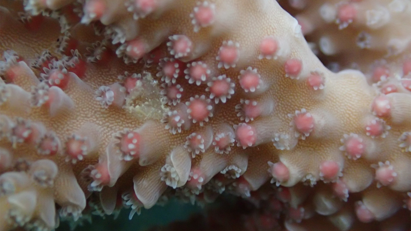 coral polyps before spawning