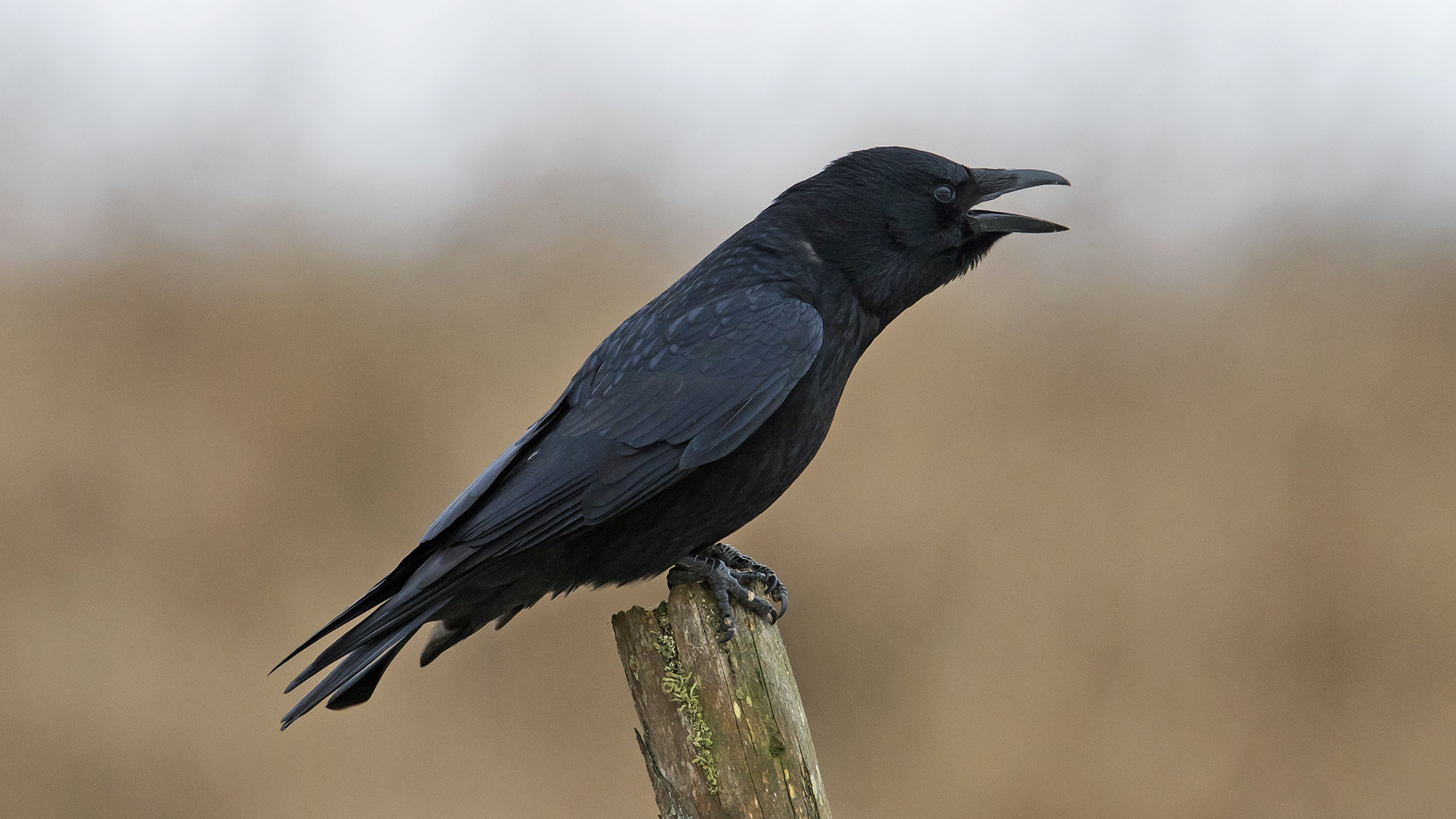 The carrion crow, Corvus corone, perched on a wooden fence post while calling. (Photo by: Sven-Erik Arndt/Arterra/Universal Images Group via Getty Images)