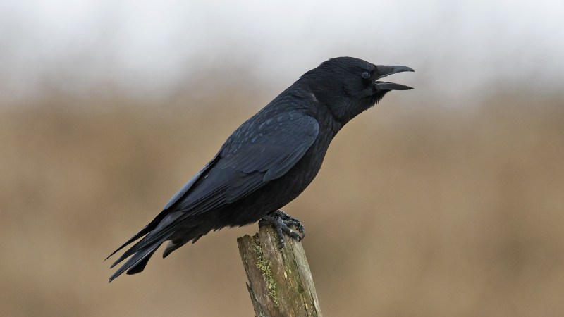 Carrion crow (Corvus corone) perched on wooden fence post and calling. (Photo by: Sven-Erik Arndt/Arterra/Universal Images Group via Getty Images)