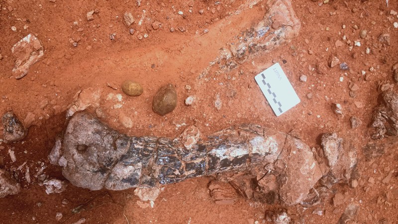 fossilized leg bones in reddish-brown sediment