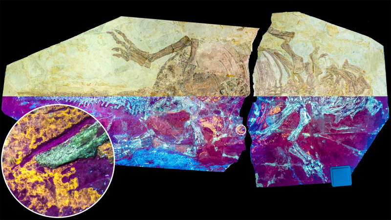 A fossilized dinosaur skin specimen under natural light (upper half) and ultraviolet light (lower half) showing the orange-yellow fluorescence of the fossil skin.