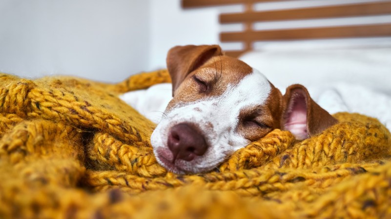 Cute jack russell dog terrier puppy sleeping on yellow knitted blanket. Funny small sleepy white and brown doggy. Concept of cozy home, comfort, warmth, autumn, winter.