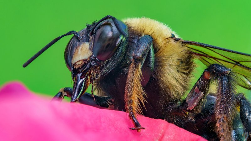 closeup of bumblebee