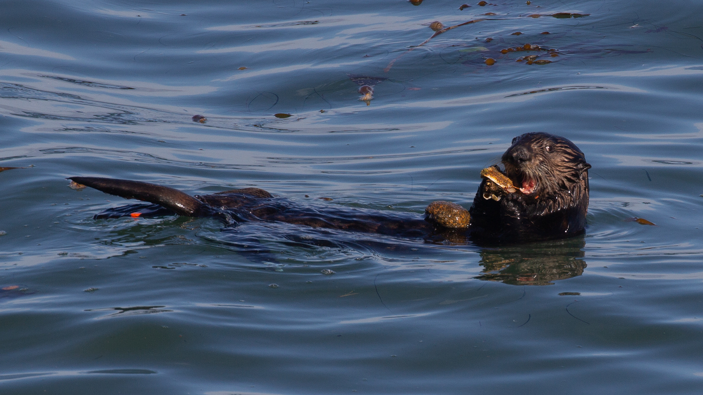 an otter eating while floating on its back