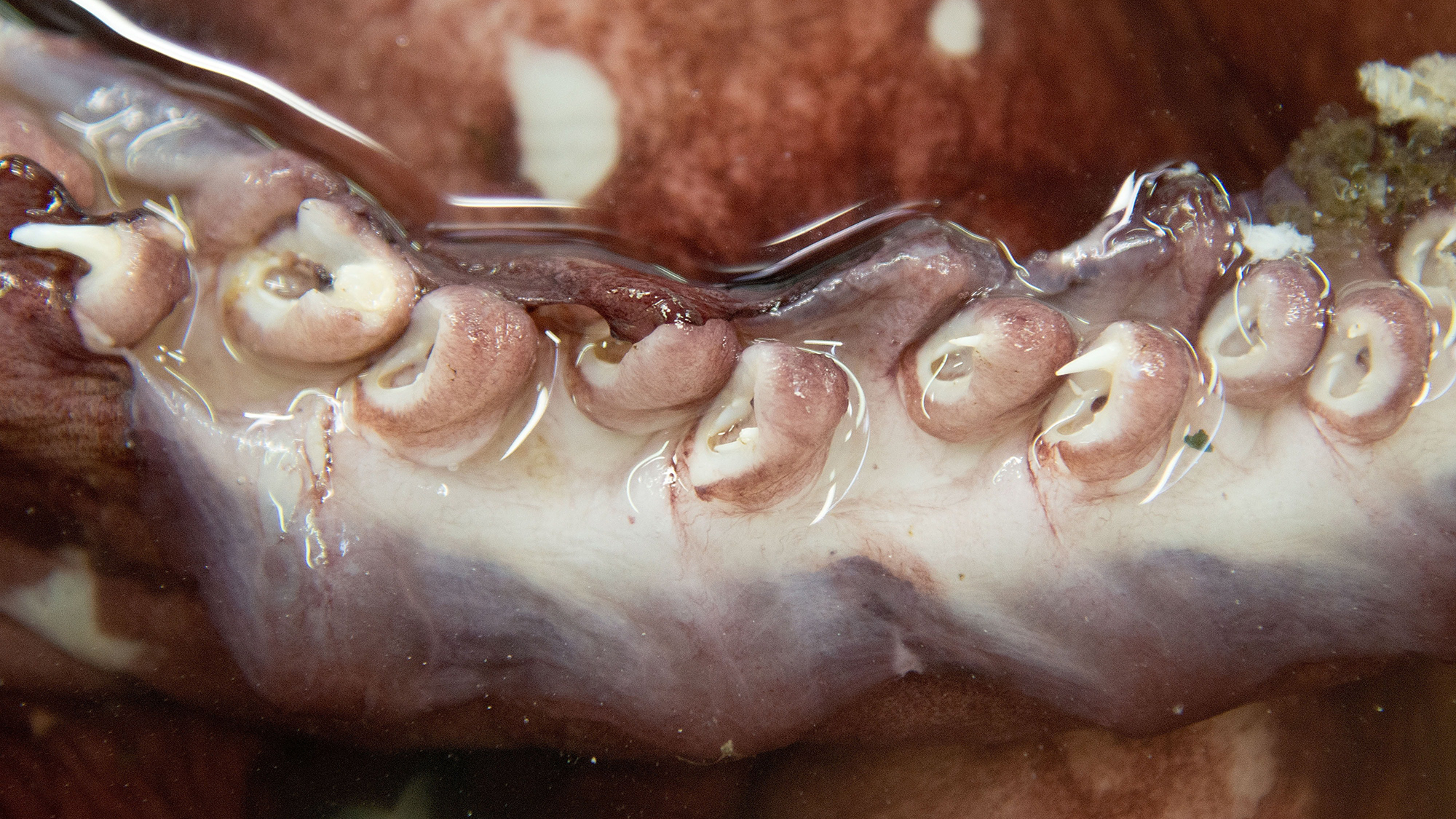 While scientists have seen colossal squid before—like this specimen examined by New Zealander researchers in 2014—their interactions have always been with animals that were either pulled from the depths, washed up on shore, or otherwise removed from their natural habitat.