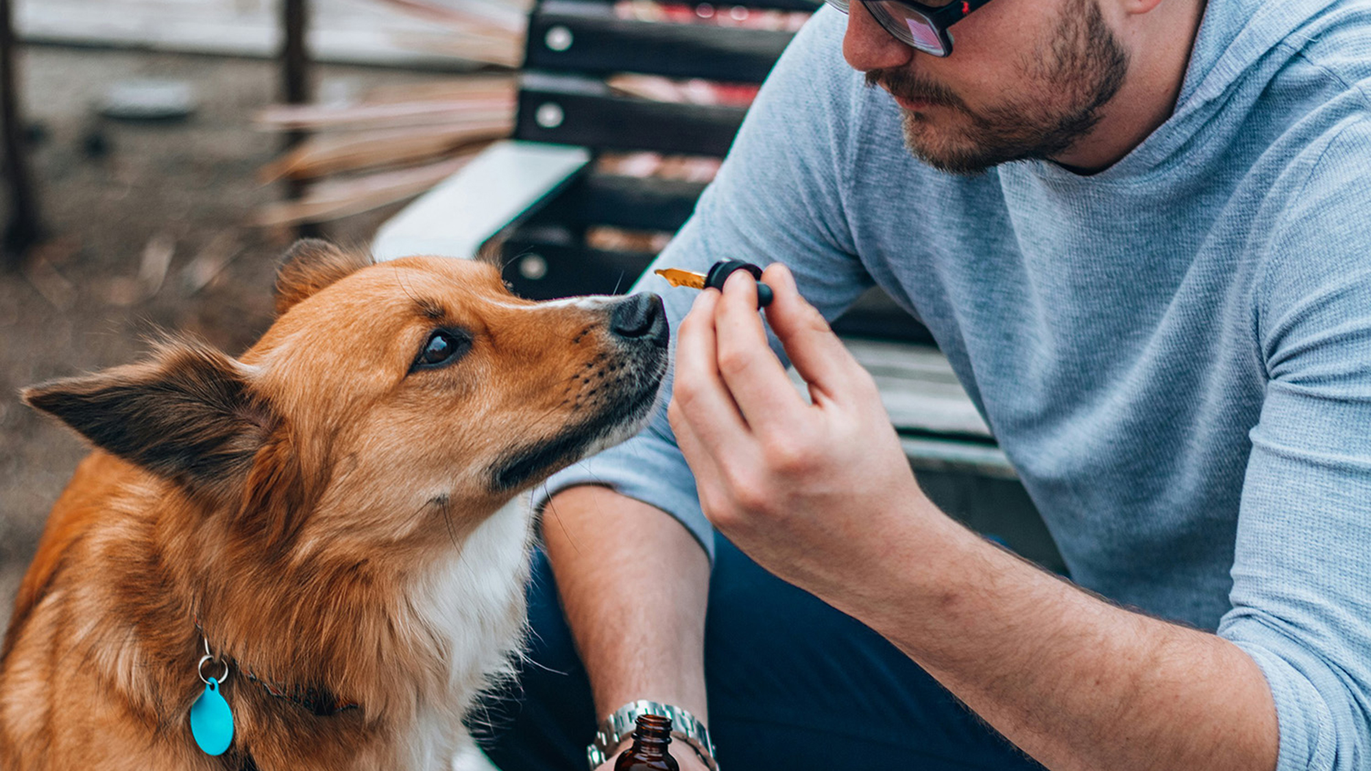 CBD for dogs