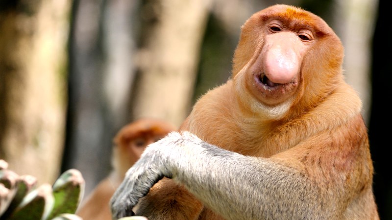 A proboscis monkey in a mangrove conservation forest in Tarakan, North Borneo, Indonesia. It is light brown in color with a very large, round, droopy, and prominent nose.