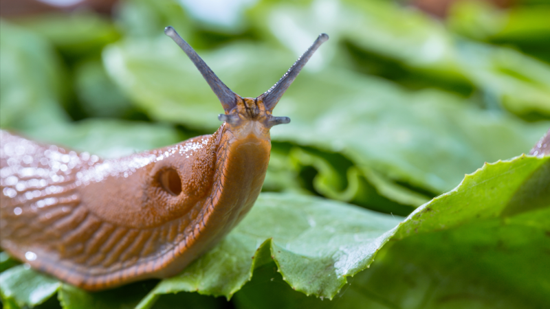 a brown snail sits on a green lettuce leaf