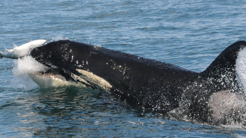 Orcas only need one breath between dives