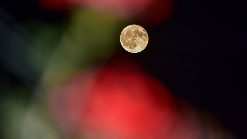 a full moon rises with blurred red flowers
