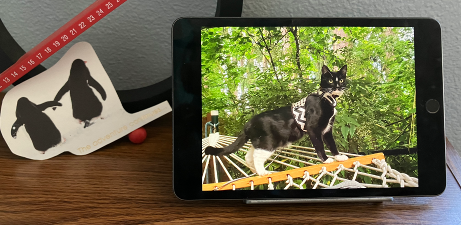 an ipad propped up on a table displaying a photo of a black and white cat