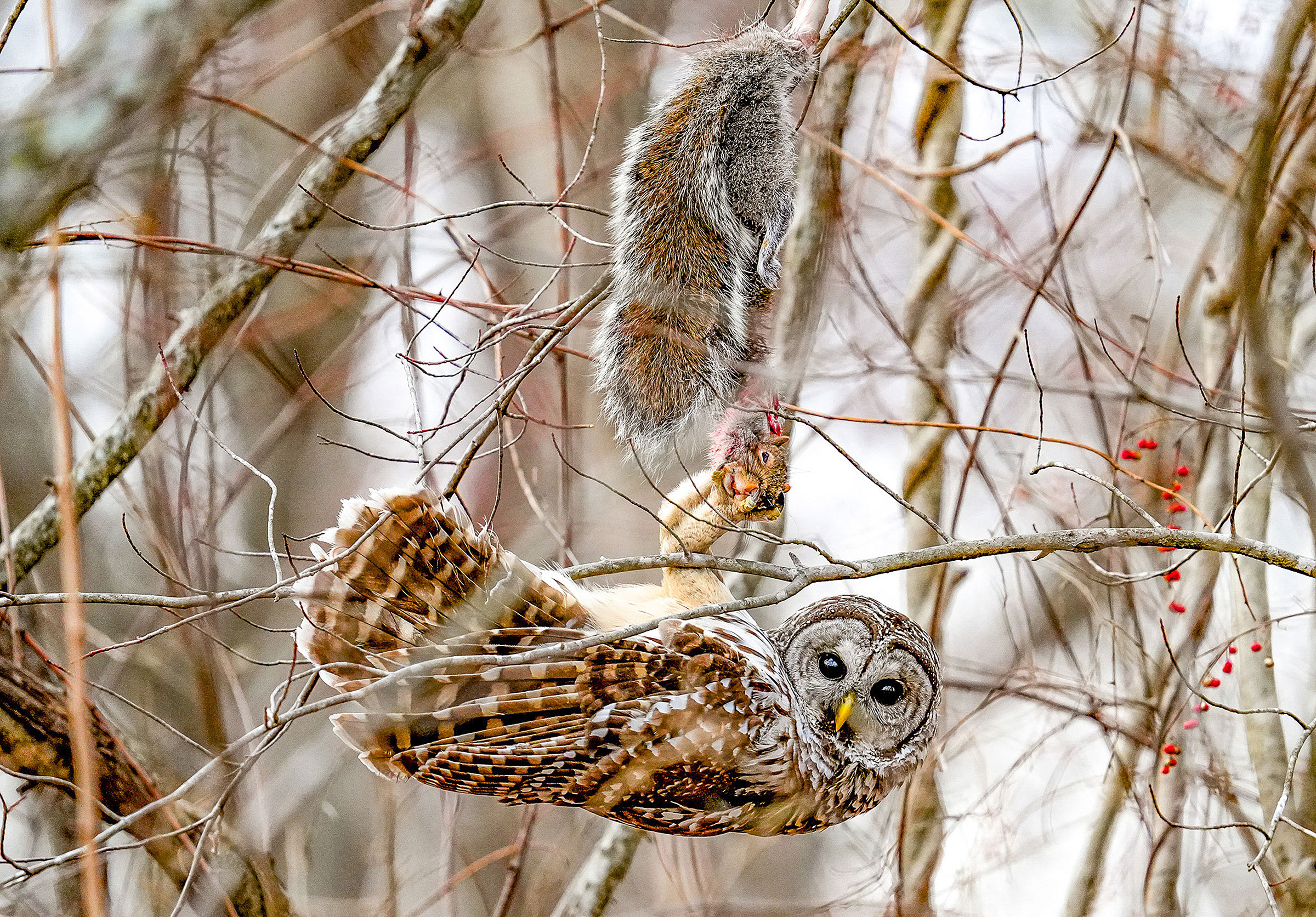 A Barred Owl hangs upside down from a thin tree branch, its body horizontal, its face turned and looking at the camera. Above it hangs a squirrel on a branch. Its head is nearly completely severed and is held in the owl’s talons. Its fur is bloodied.