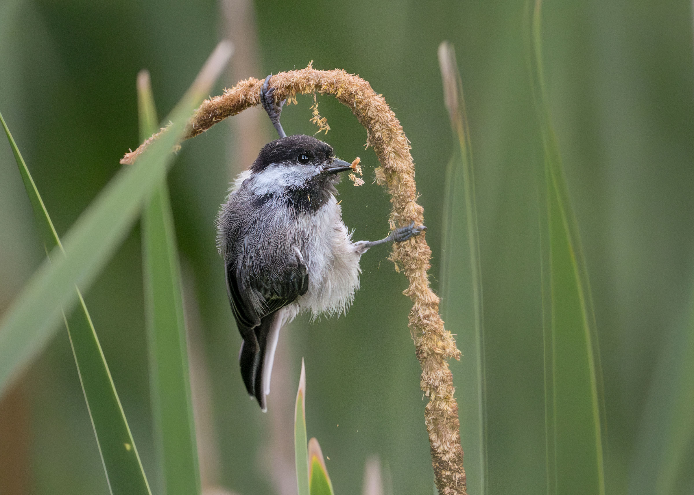 A Black-capped Chickadee clings to a single beige hook-shaped stem filled with seeds. The bird’s black legs appear to be spread at a 90-degree angle to hold the stem. The bird’s black bill is full of seeds.
