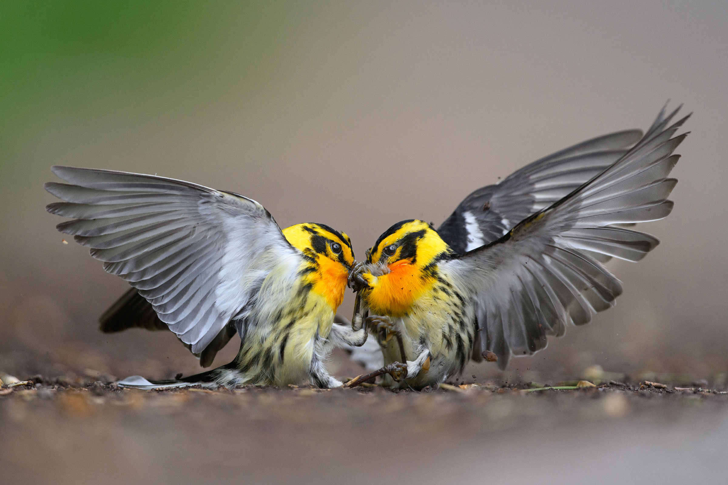Two Blackburnian Warblers face each other in profile, their gray and white wings outstretched behind them. Their yellow heads and orange necks stand out against a blurred gray background, and their bills and feet are entangled.
